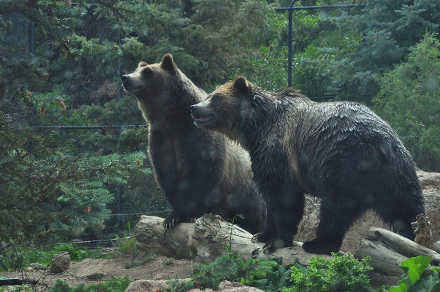 the grizzly bear